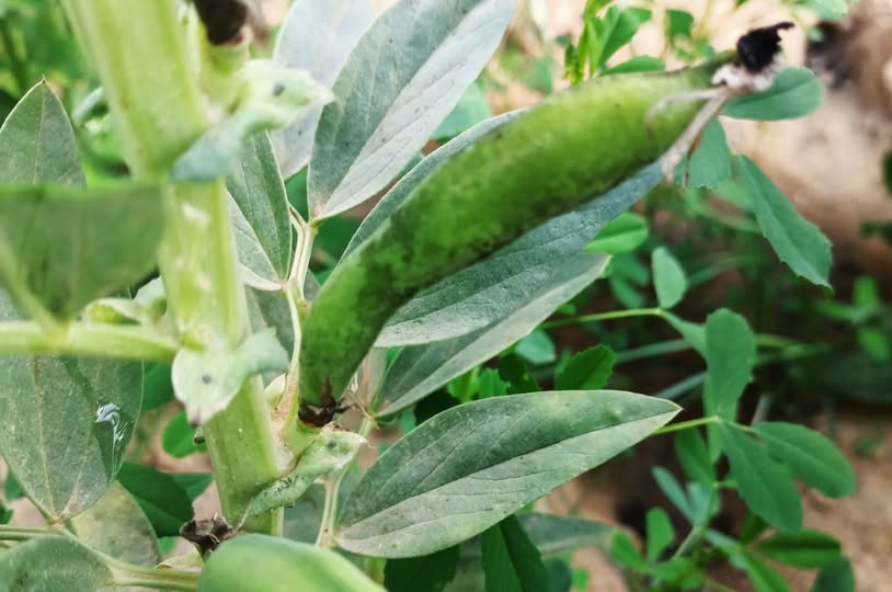 ممكن تشخيص الاصابه